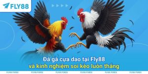 Đá gà cựa dao tại Fly88 và kinh nghiệm soi kèo luôn thắng